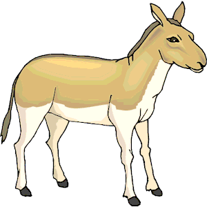 Donkey 07