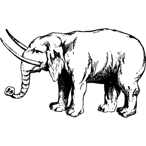 Elephant 4