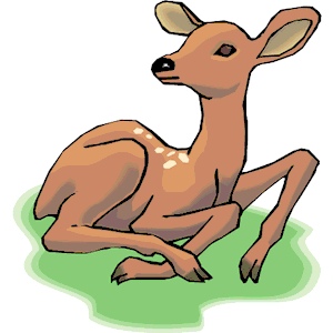 Deer - Calf 1