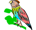 Parrot 11