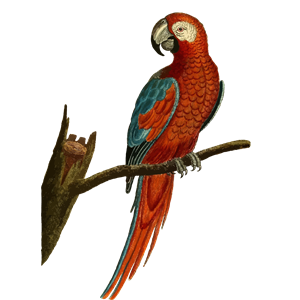 Vintage Deep Red Parrot Illustration