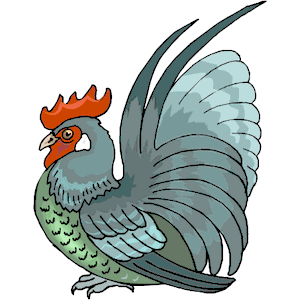 Chicken 16