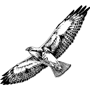 Swainson's hawk