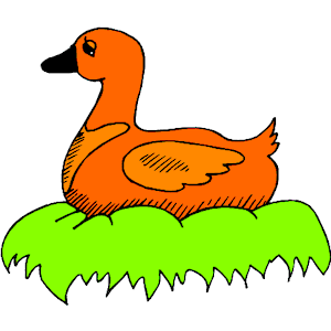 Duck 68