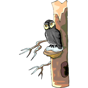 Owl 29