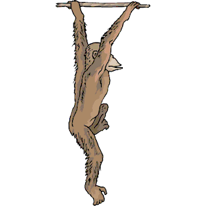 Chimp Hanging
