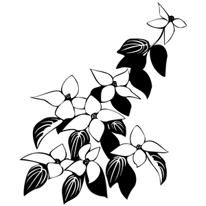 Cornus Kousa Flowers And Leaves