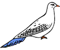 Pigeon 03