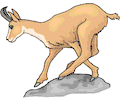 Antelope Pronghor