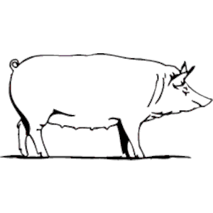 Pig 04