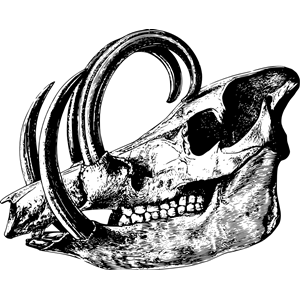 Babirusa skull
