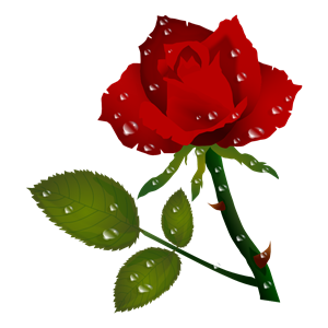 Rosa Vermelha Red Rose