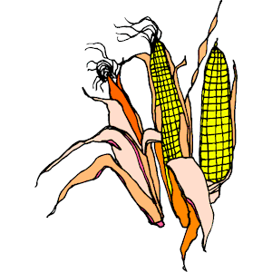 Corn 2