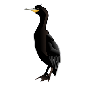 cormorant md