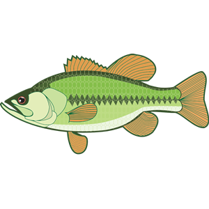 Bass Illustration