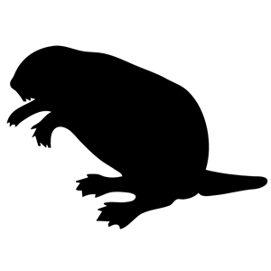 contour beaver