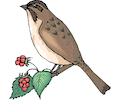 Sparrow 10