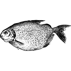 Mereschu fish