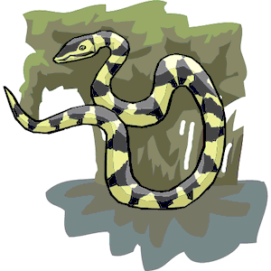 Snake 12