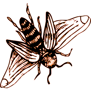 Bee 13