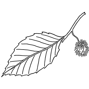 Beech leaf