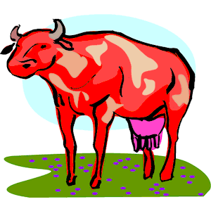 Cow 26