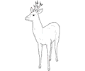 Deer 05