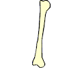 Bone 004