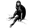Baboon monkey