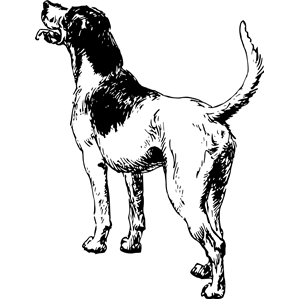 Dog 15
