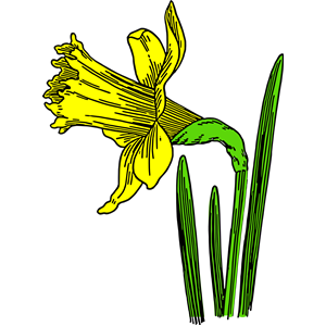 colored daffodil