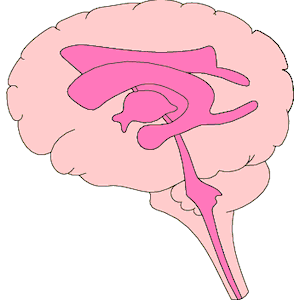 Brain - Lateral View