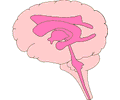 Brain - Lateral View