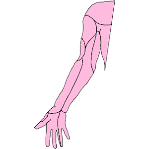 Arm - Left