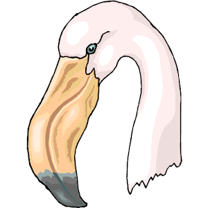 Flamingo 20