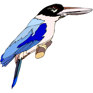 Kingfisher 10