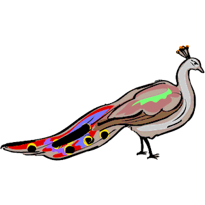 Peacock 4
