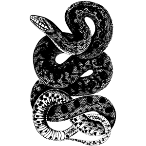 Snake 10