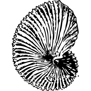 argonaut shell