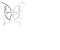 Butterfly Outline