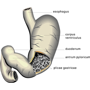 stomach, medical diagram