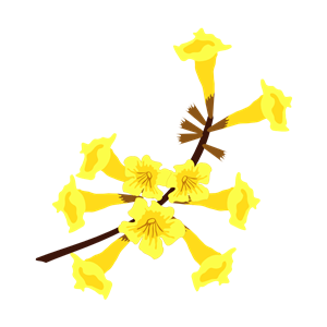 Ipe Amarelo Flor