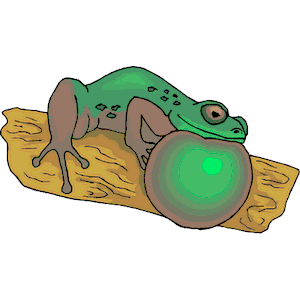 Frog 025