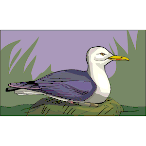 Seagull 12