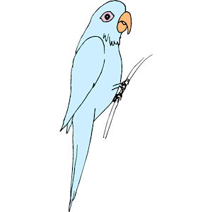 Parrot 09