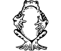 Frog 8