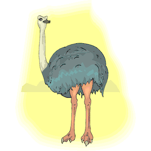 Ostrich 10
