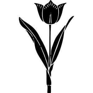 tulip silhouette