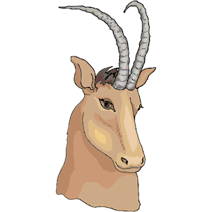 Antelope 28