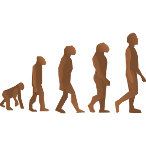 evolution steps
